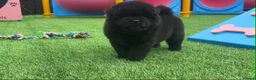 Chow Chow dogs for sale: Stunning Exotic colour chowski puppies for sale - Advert 37