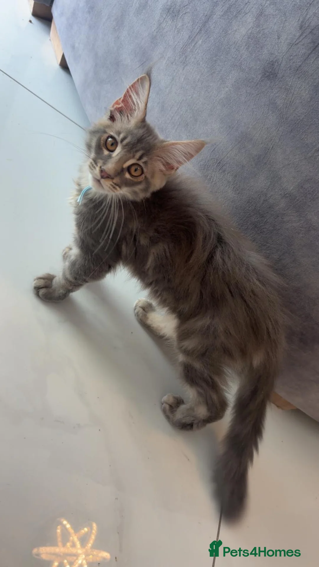 Maine Coon cats for sale: Stunning Maine Coon kittens  - Advert 2