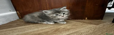 Maine Coon 5
