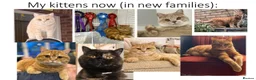 British Shorthair cats for sale: Living Unicorn: ginger female kittens - Advert 9