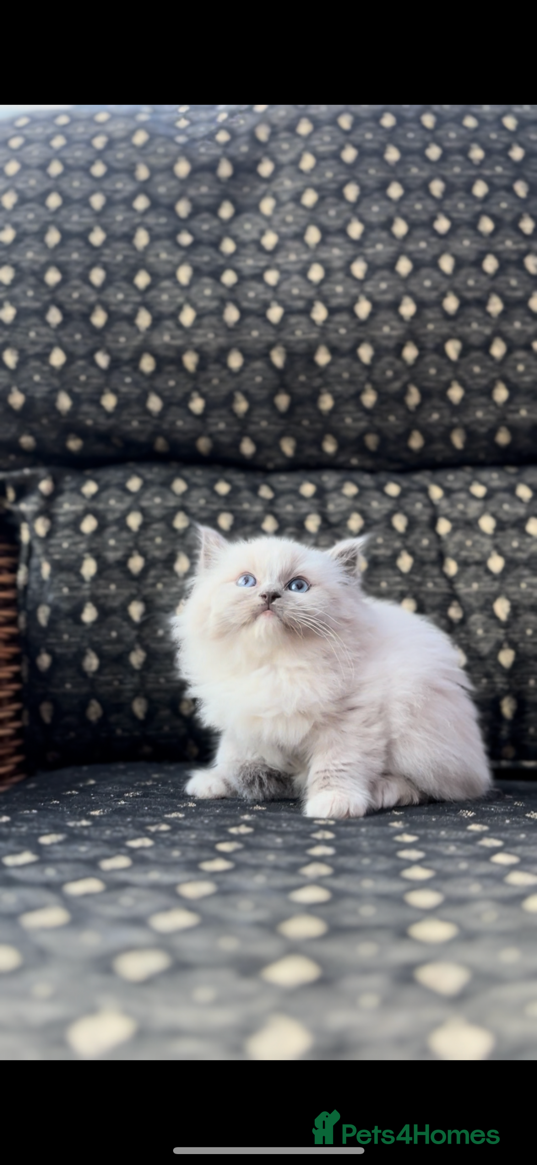 Ragdoll cats for sale: 🌟TICA🌟Champion Ragdoll🏆🏆🏆 - Advert 19