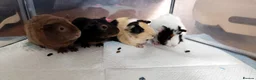 Guinea Pig rodents for sale: 4 female guinea pigs bonded - indoor - Advert 3