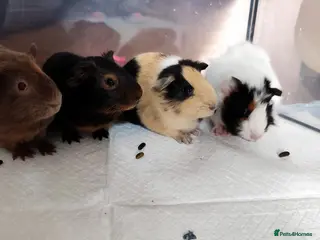 Guinea Pig rodents 4 female guinea pigs bonded - indoor - Advert 12
