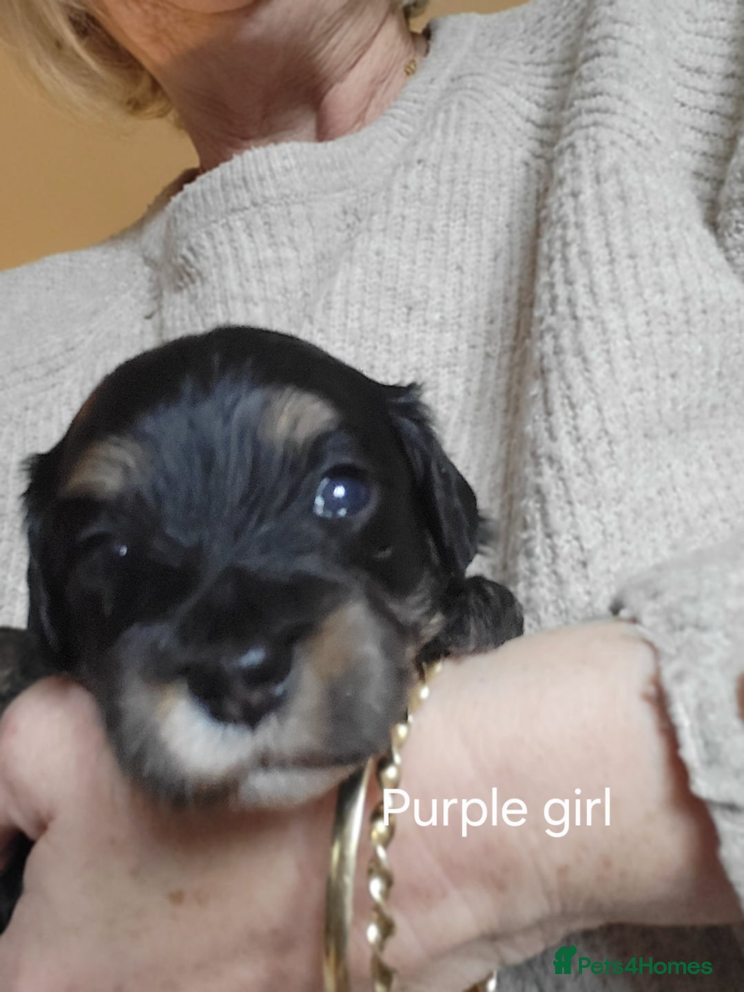 Maltipoo dogs for sale:  Adorable Maltipoo Puppies Ready Soon! 🐾 - Image 8