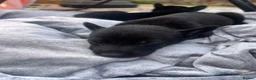 Belgian Shepherd Dog dogs for sale: PURE BREED BELGIAN MALINOIS  in Dunmow - Advert 15