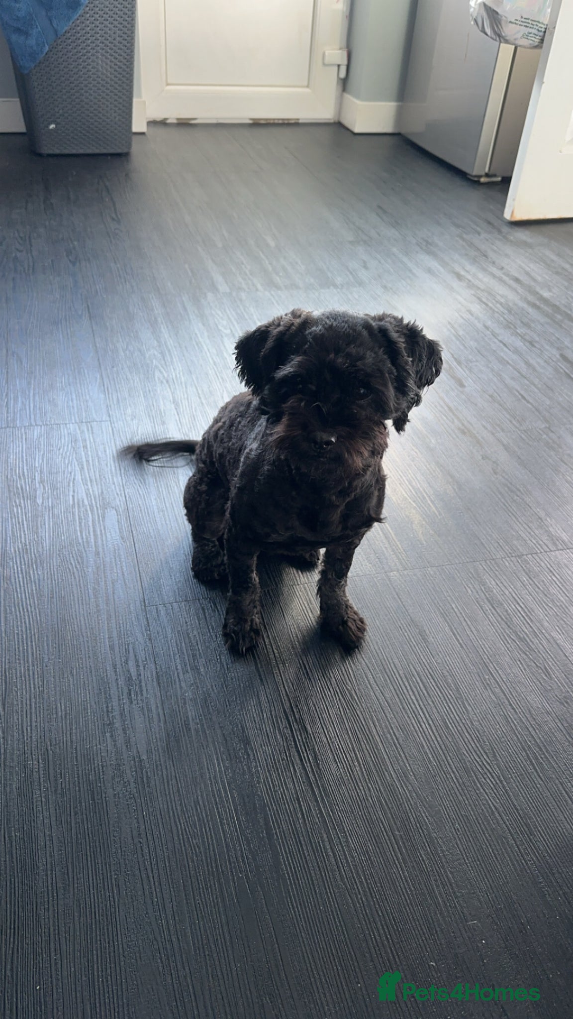 Shihpoo dogs Shitpoo - Advert 11