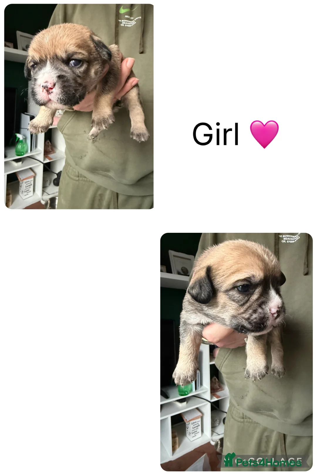 Mixed Breed dogs for sale: Shih-boodle - Advert 7