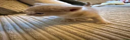 Mixed Breed cats for sale: Five mixed breed - Advert 9
