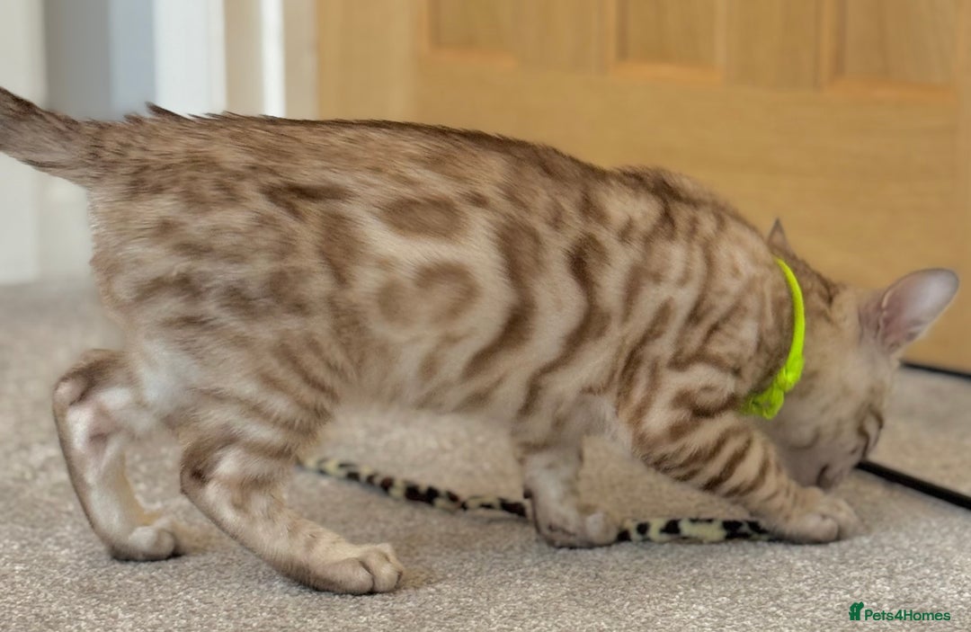 Bengal cats for sale: 💚Marvellous Mink💚 Male Bengal TICA Reg - Image 12