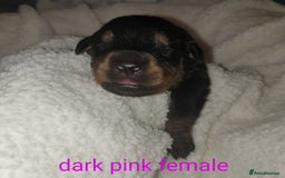 Rottweiler dogs for sale: Chunky big boned rottweilers  - Image 24
