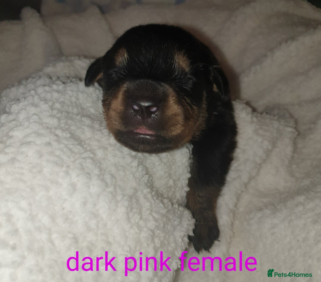Rottweiler dogs for sale: Chunky big boned rottweilers  - Image 24