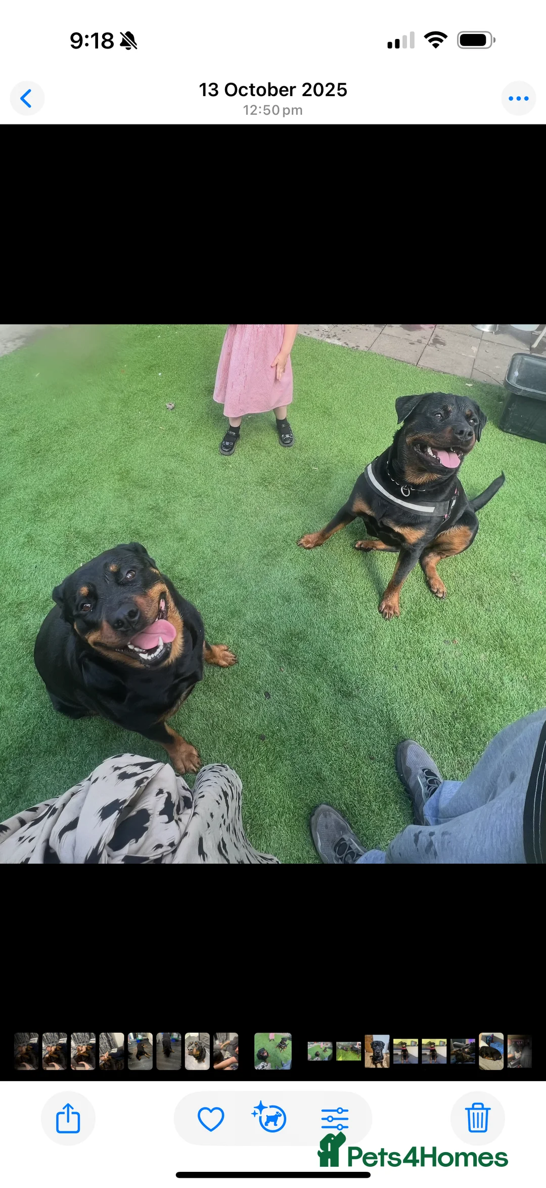 Rottweiler dogs for sale: 2 1/2year old Rottweiler female  - Advert 2
