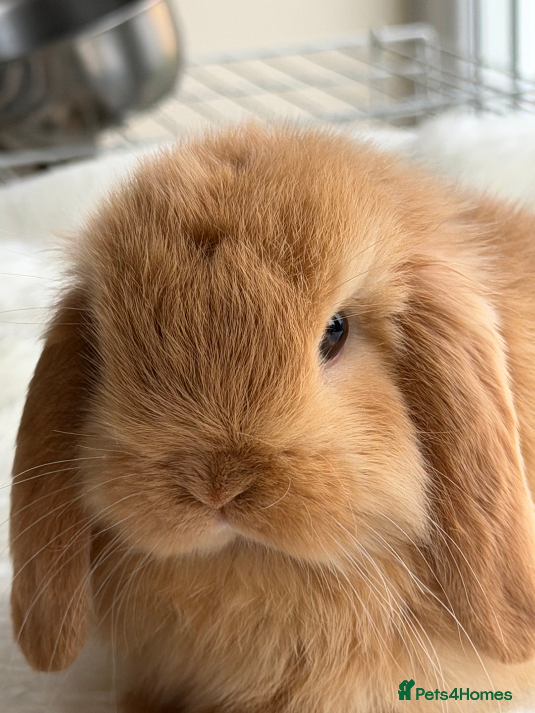 Mini Lop rabbits for sale: Mini lop - Advert 8
