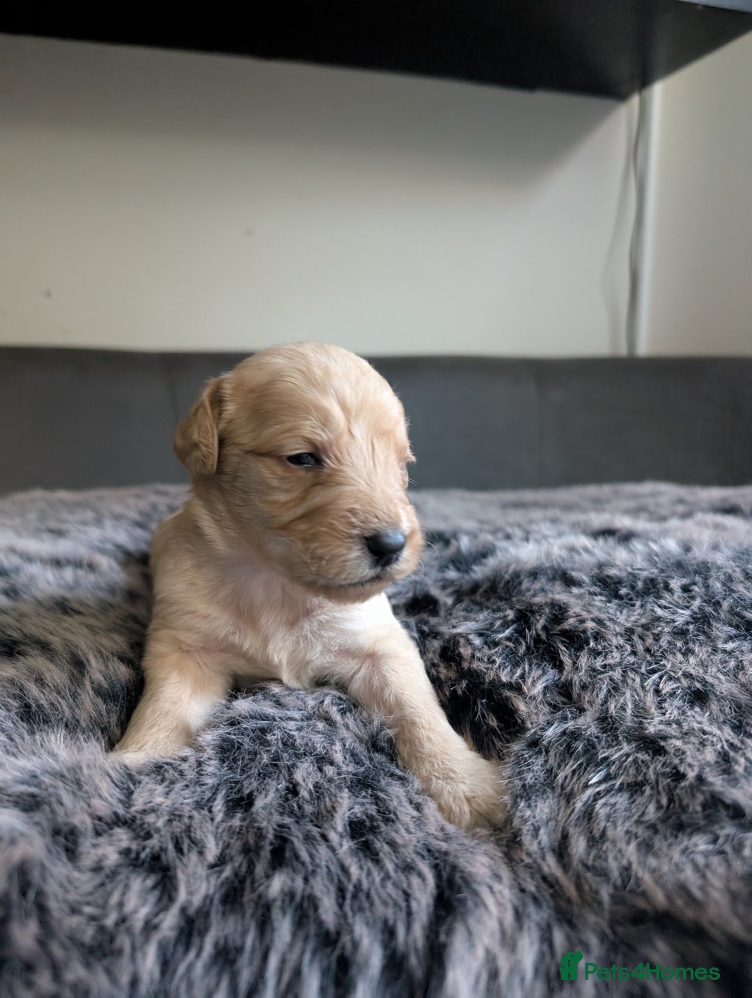 Labradoodle dogs for sale: F1 Labradoodle puppies  - Image 12