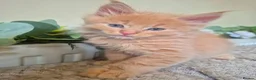 Maine Coon cats for sale: Majestic Maine coon, big paws, big hearts. - Advert 17