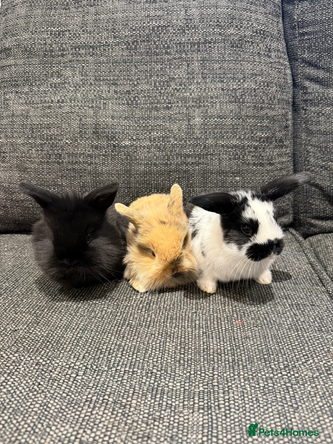 Mini Lop rabbits for sale: Adorable Mini Lops  - Advert 9