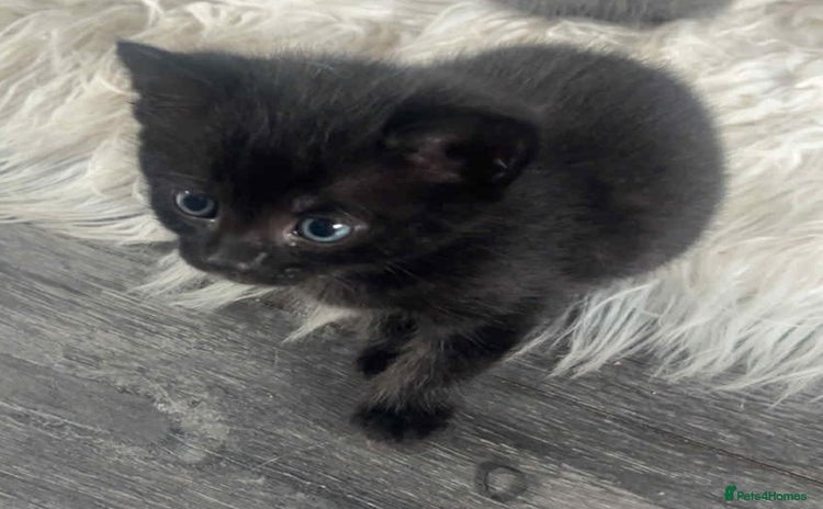 Ragdoll cats - Advert 15