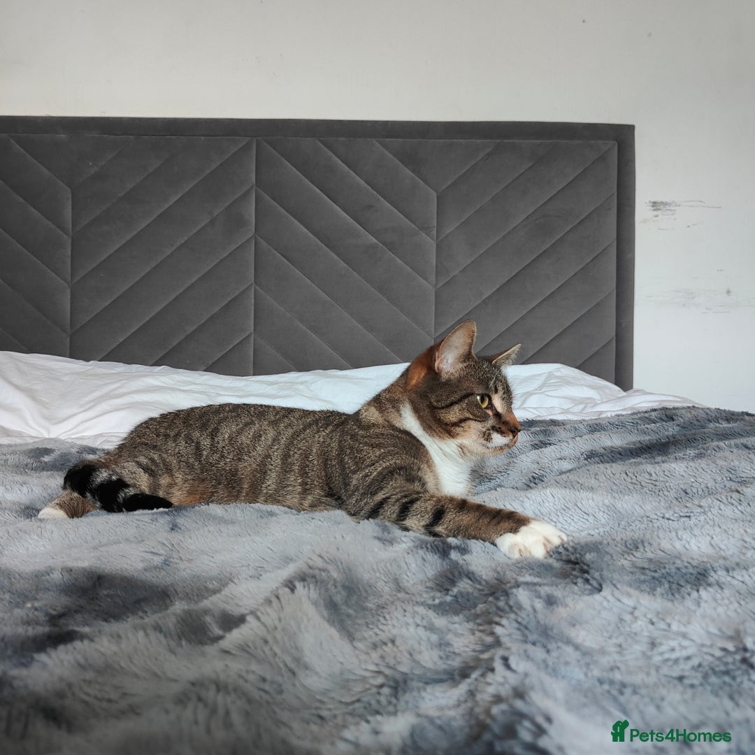 Mixed Breed cats for sale: Bengal Mix cat  - Advert 2