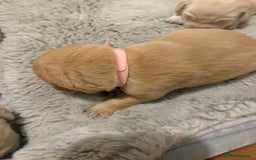 Labrador Retriever dogs for sale: Beautiful chunky yellow  Labrador puppy’s  - Image 17