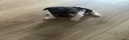 Fox Terrier dogs for sale: Beautiful wire fox terrier  - Advert 20