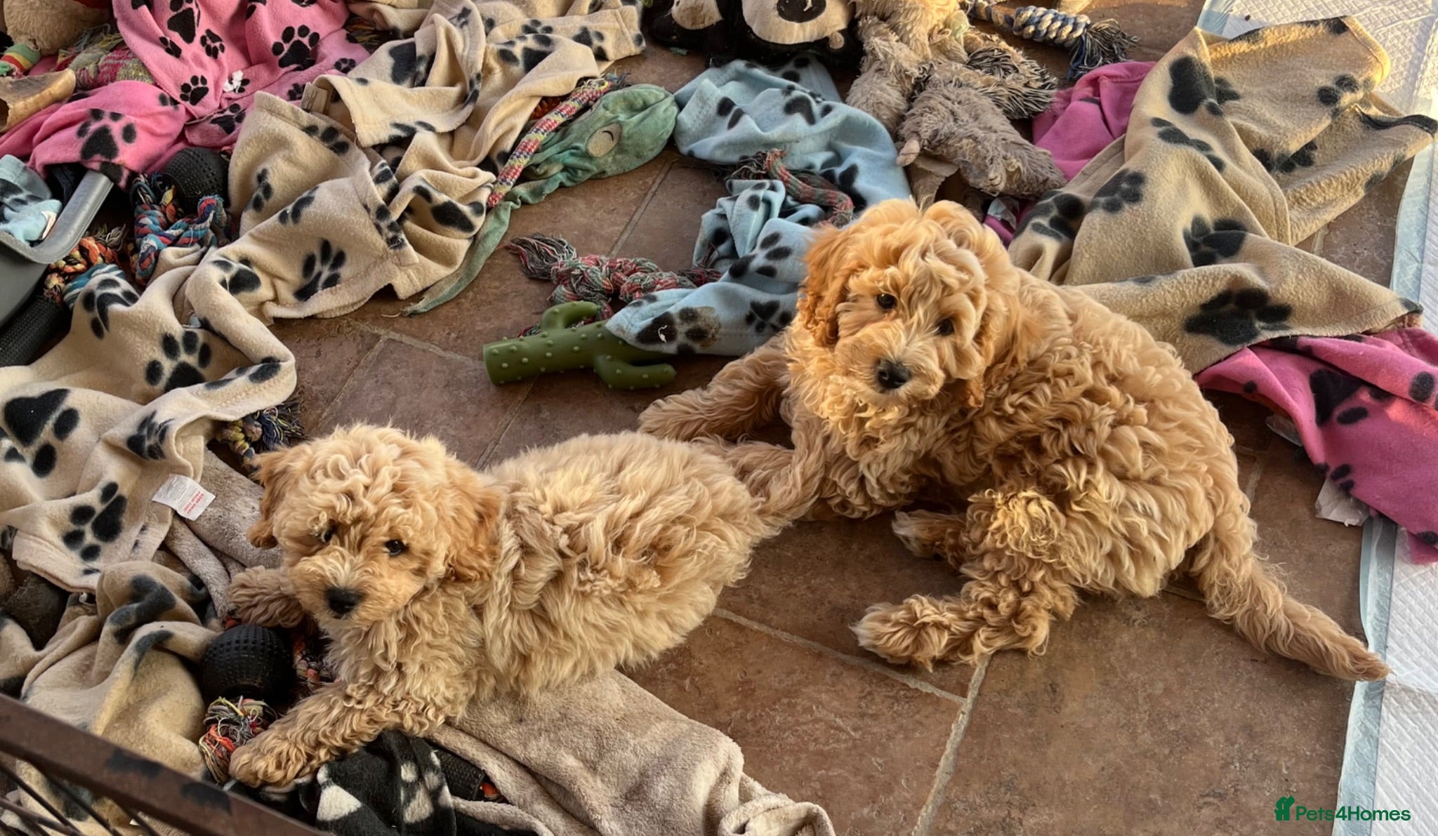 Cavapoochon dogs Cavapoochon boys puppies  - Advert 2