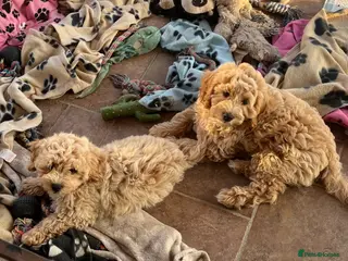 Cavapoochon dogs Cavapoochon boys puppies - Advert 2