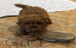 Cavapoo dogs for sale: Cavapoo Pups  - Image 10