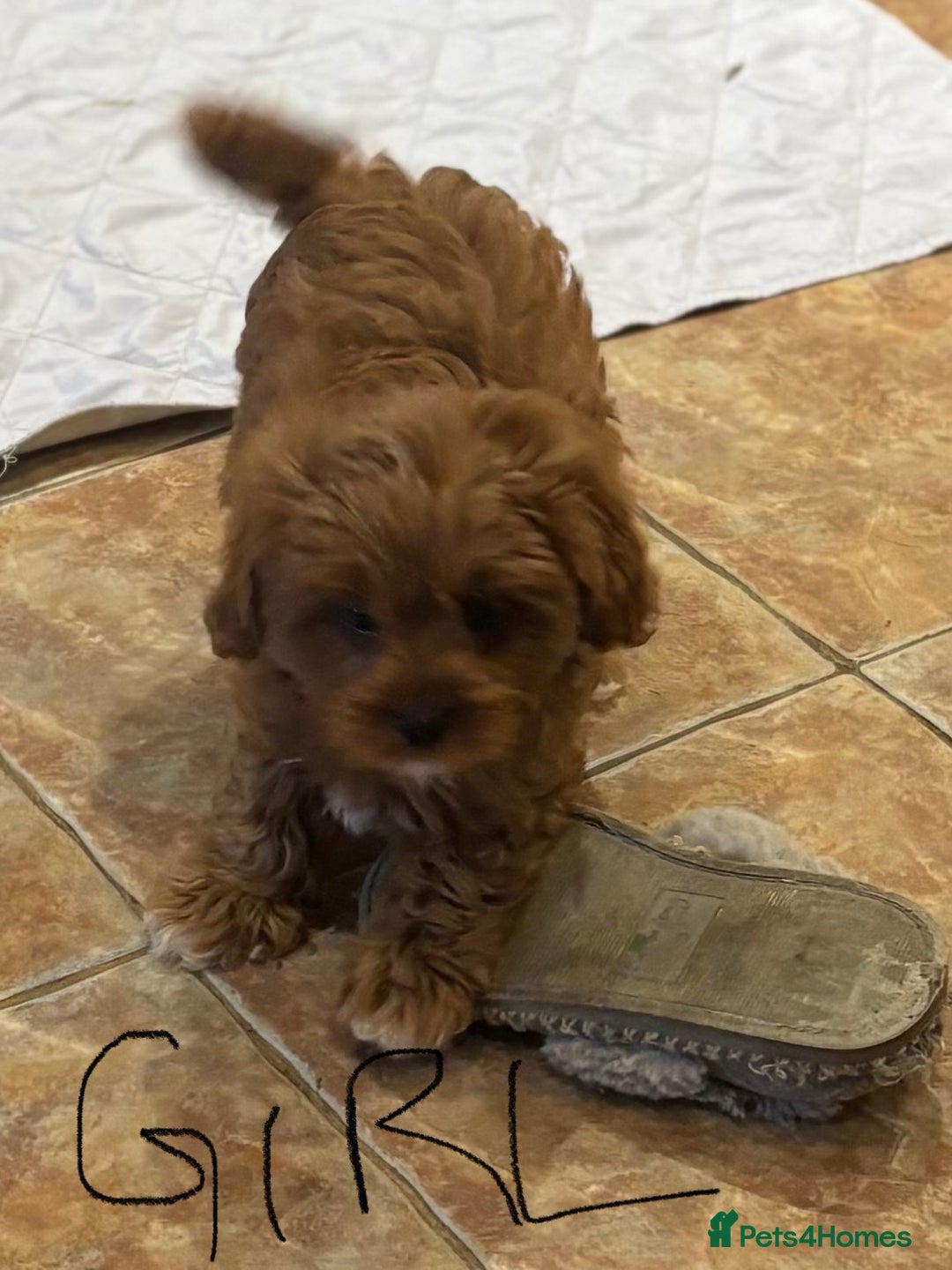 Cavapoo dogs for sale: Cavapoo Pups  - Image 10