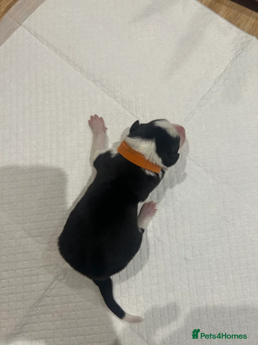 Border Collie dogs for sale: Working Border Collie puppies  - Advert 20