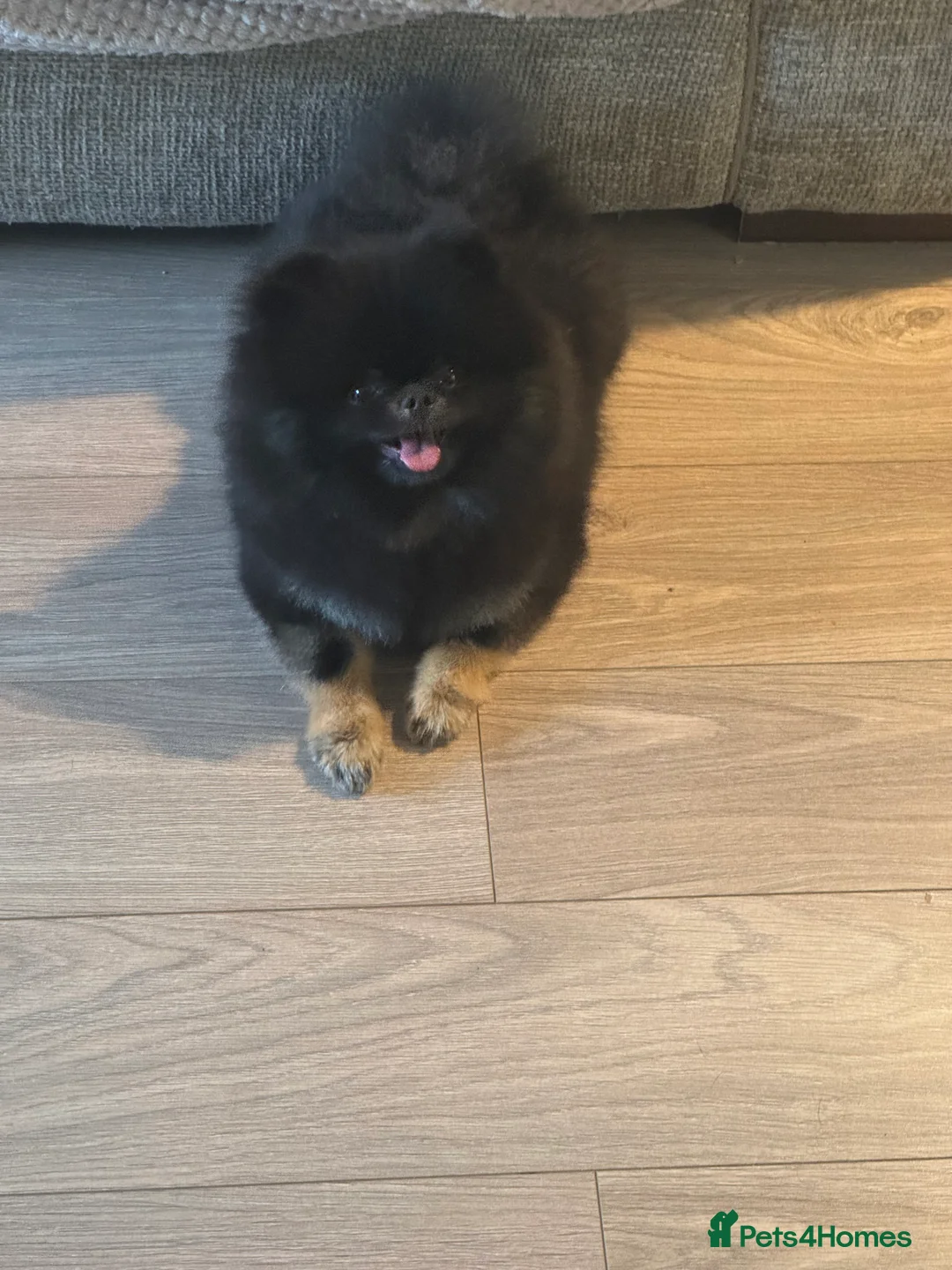 Pomeranian dogs for sale: Black and Tan kc reg female, ( very small )  - Advert 3