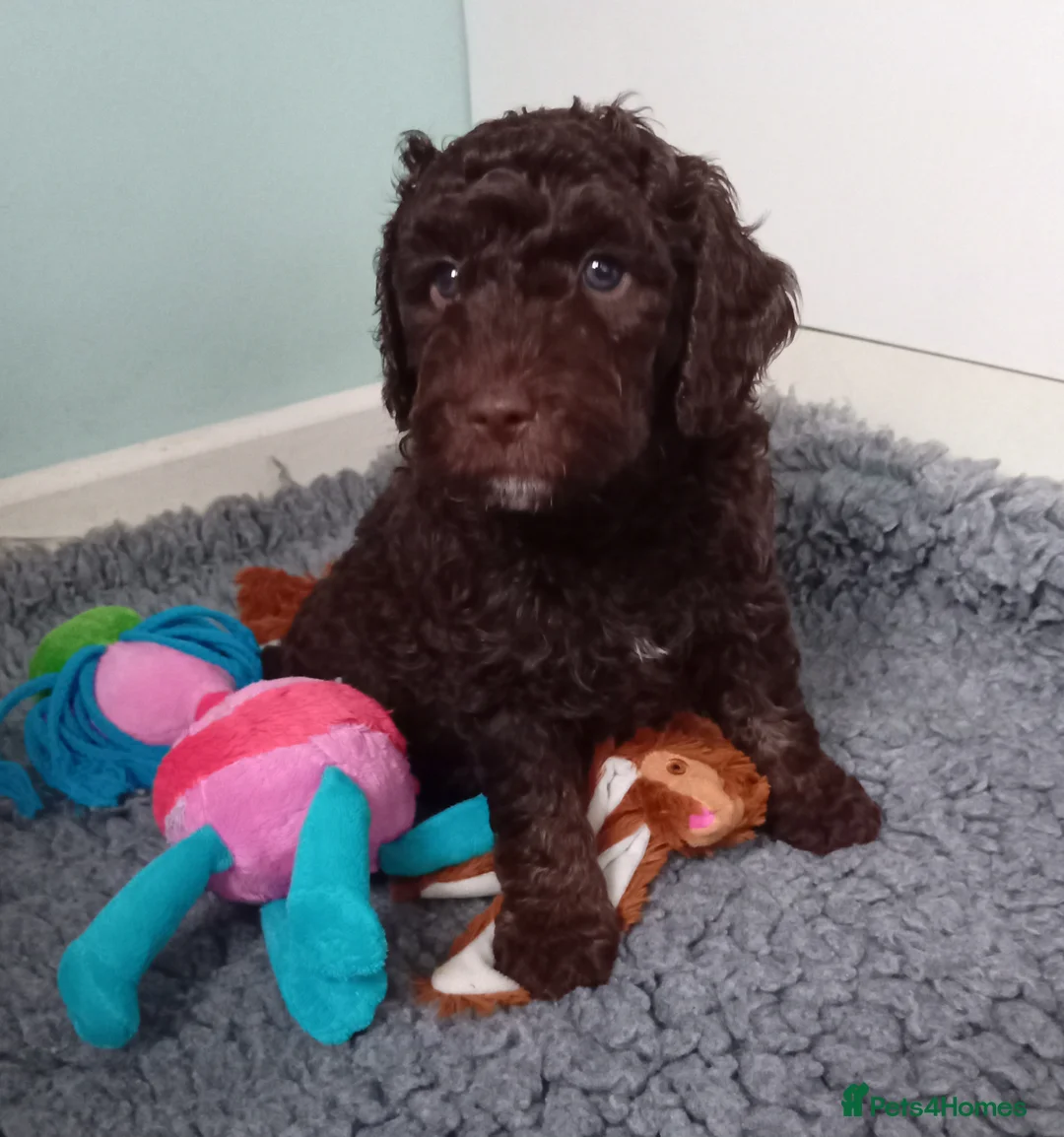 Goldendoodle dogs for sale: Adorable Miniature Double Doodle puppies  - Advert 20