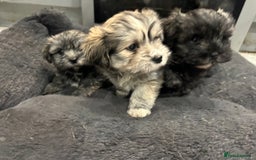 Mixed Breed dogs for sale: Maltese x Shih tzu  - Image 5