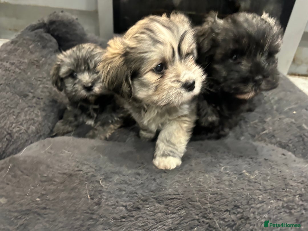 Mixed Breed dogs for sale: Maltese x Shih tzu  - Image 5