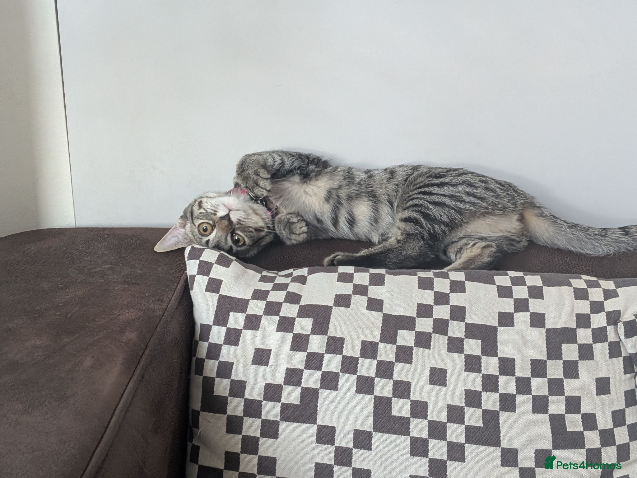 Mixed Breed cats Adorable kitten in London(SE18)😻😍😻 - Advert 2