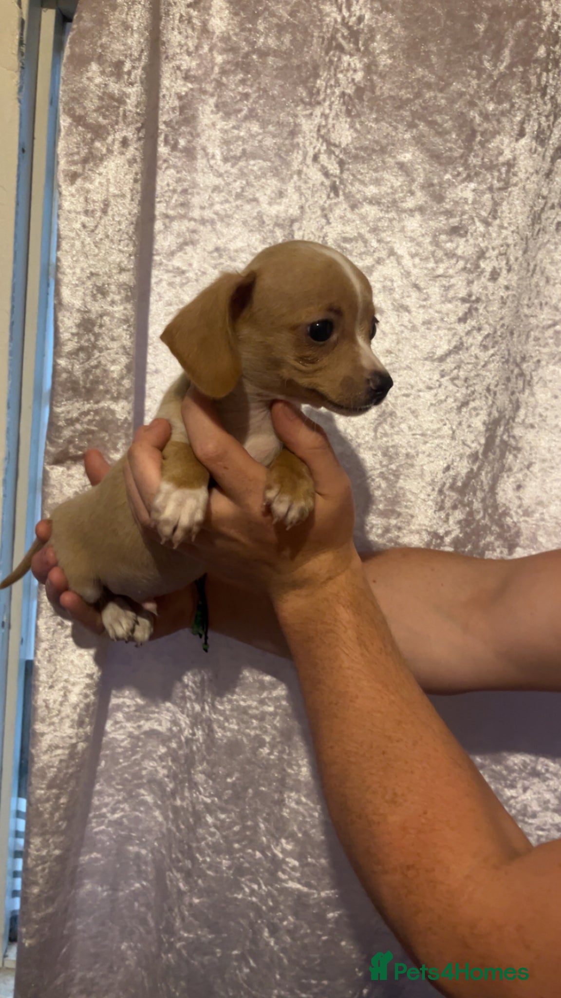 Chiweenie dogs 2 beautiful Chiweenies in need of a forever home  - Advert 5