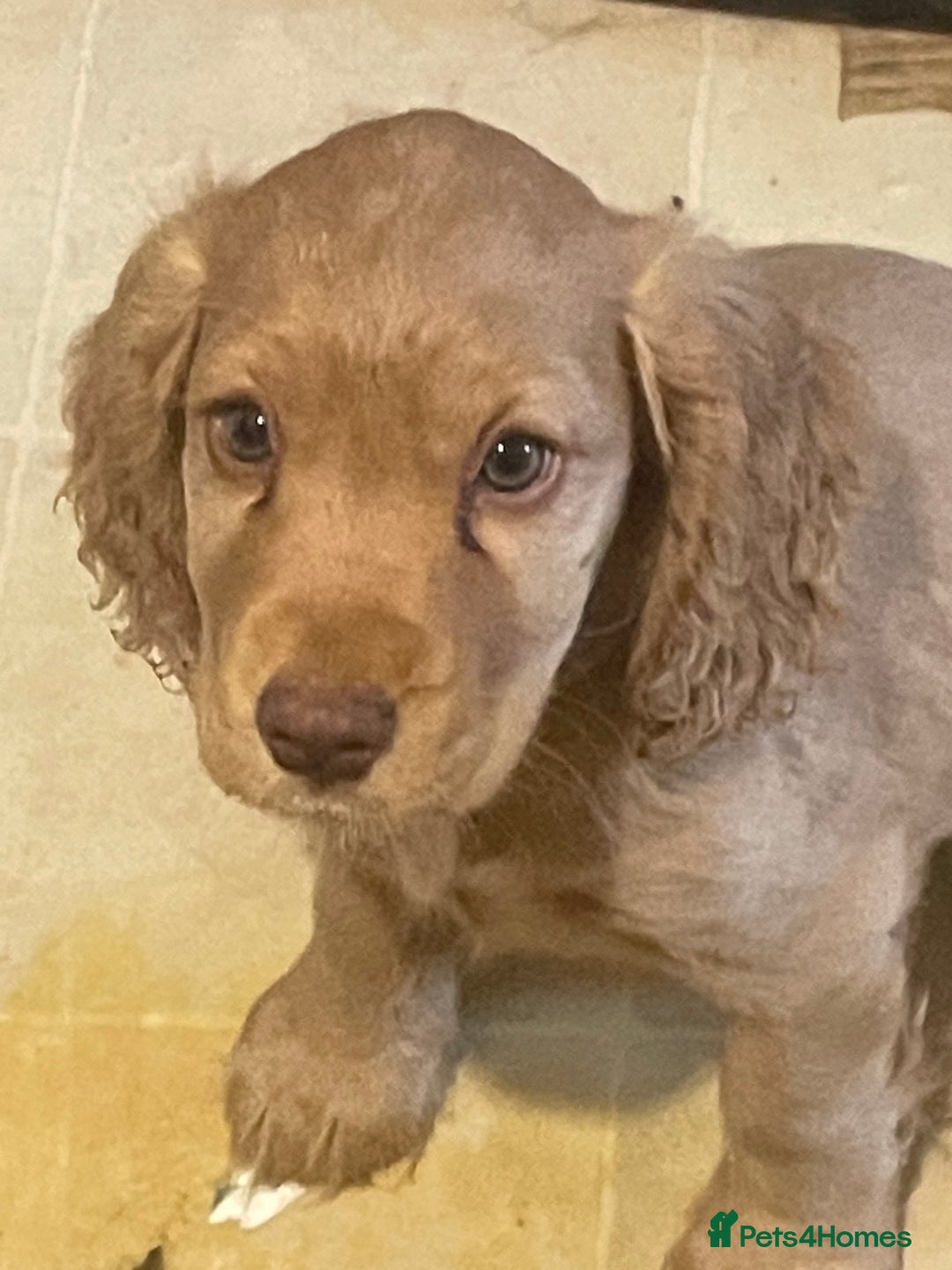Cocker Spaniel dogs for sale: Gold show cocker pups ready now  - Image 2