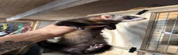 Ferret rodents for sale: Black ferrets  - Advert 6