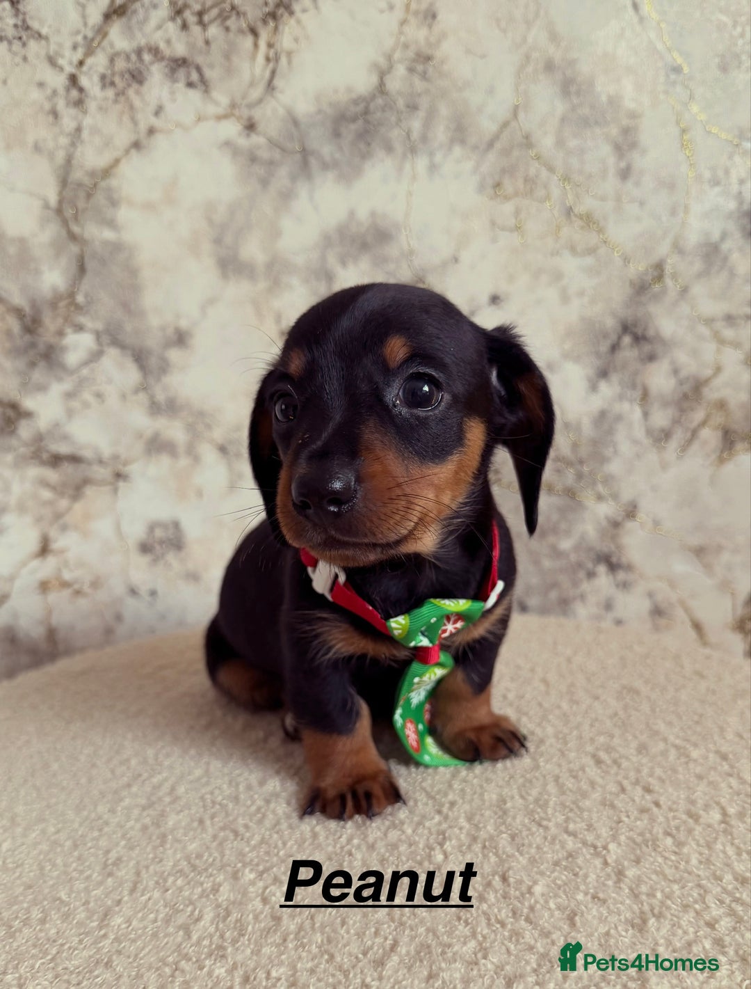 Miniature Dachshund dogs for sale: Miniature Dachshund  - Advert 13
