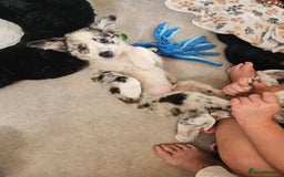 Border Collie dogs for sale: Stunning litter of blue merle border collies - Image 12