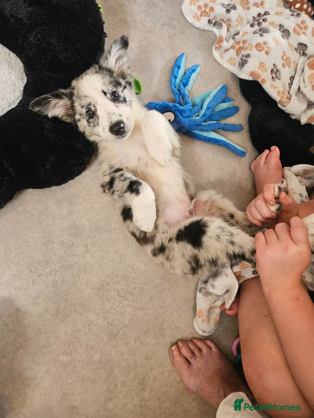 Border Collie dogs for sale: Stunning litter of blue merle border collies - Image 12