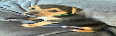 Jack Russell Puppy 1