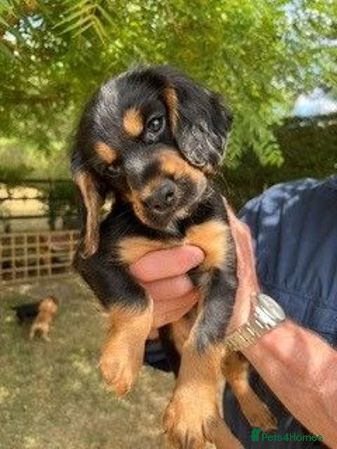Cocker Spaniel dogs for sale: 4 WORKING COCKER SPANIEL PUPS.  - Advert 1
