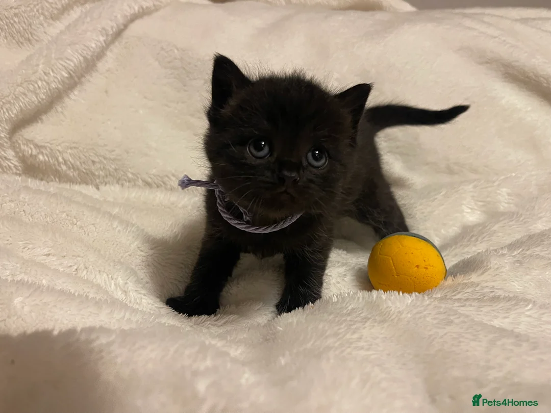 Mixed Breed cats for sale: The Little Pumpkin Patch Litter - 1 girl & 5 boys - Advert 2