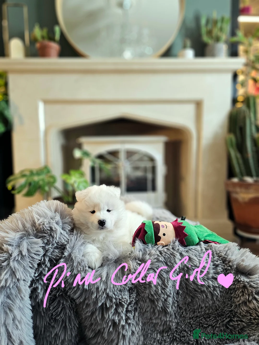 Samoyed dogs for sale: ⭐ EXCEPTIONAL BEAR-HEAD PUPPIES ⭐Champion Heritage - Advert 19