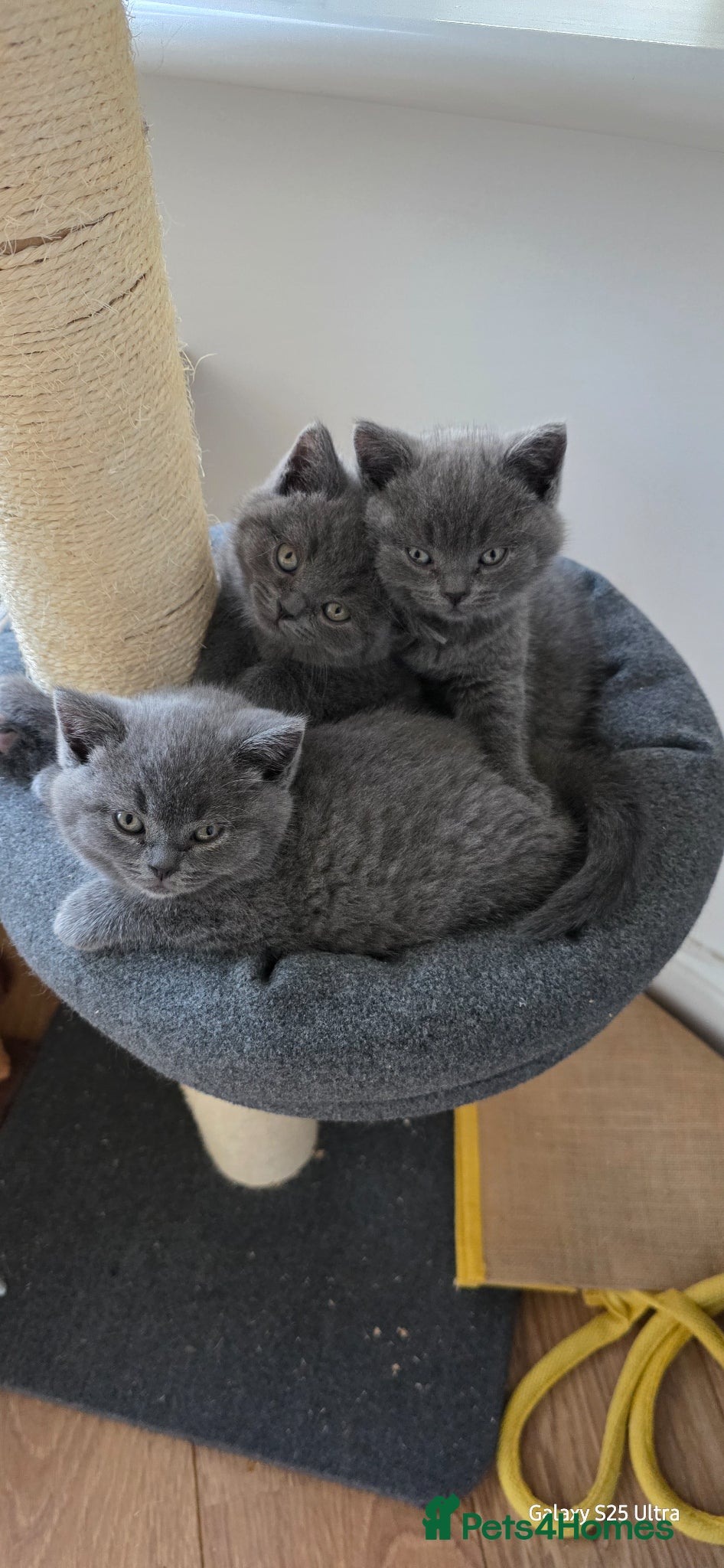 British Shorthair cats British Shorthair  - Advert 2