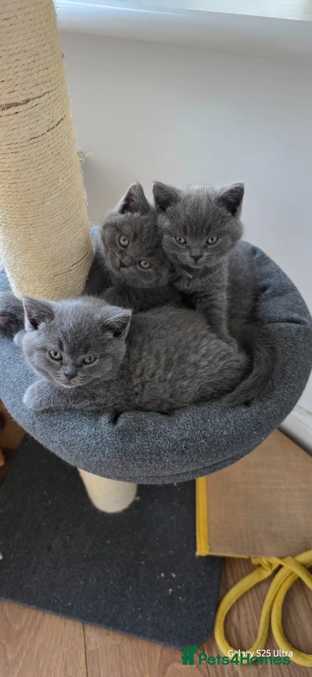 British Shorthair cats for sale: British Shorthair  - Advert 2