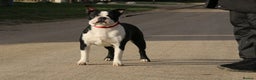 Boston Terrier dogs for adoption: MOLLY – Female Boston Terrier - Advert 2