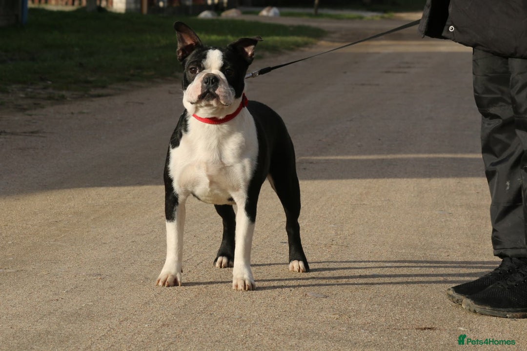 Boston Terrier dogs for adoption: MOLLY – Female Boston Terrier - Advert 2