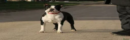 Boston Terrier dogs for adoption: MOLLY – Female Boston Terrier - Advert 2