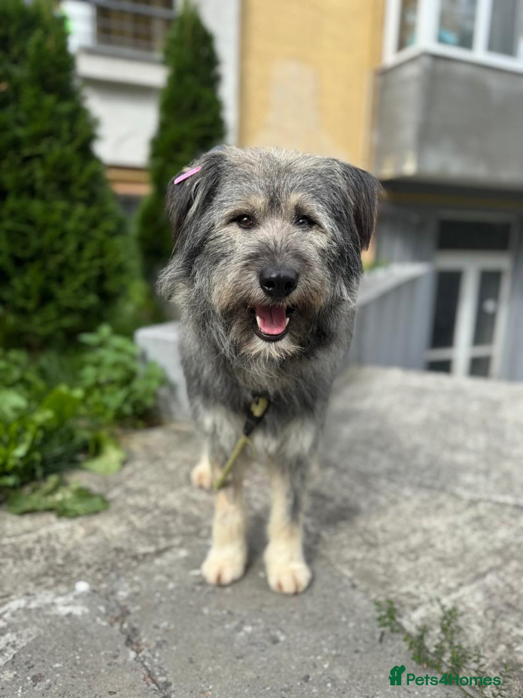 Mixed Breed dogs for adoption: 💙🐶 TEDDI - A Soft 1 year old boy💙🐶  - Advert 2